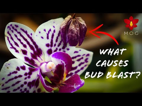 The Method To Transport Flowers In A Automotive: Complete Guide To Recent Arrivals The Method To Transport Flowers In A Automotive: Complete Guide To Recent Arrivals